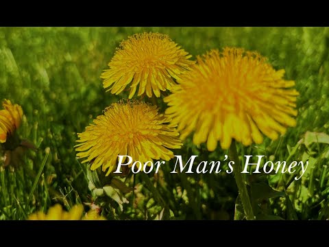 Dandelion Jelly - Poor Man's Honey