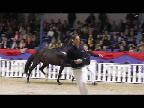 Prämienhengst von Diamond Hit - Fürst Heinrich