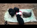 Masoom Bezubaan Ki Seva Long Video Dog Gaumata Animals