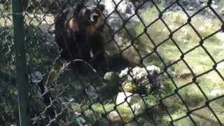 preview picture of video 'Avvistamento orso marsicano nella riserva di Villavallelonga'