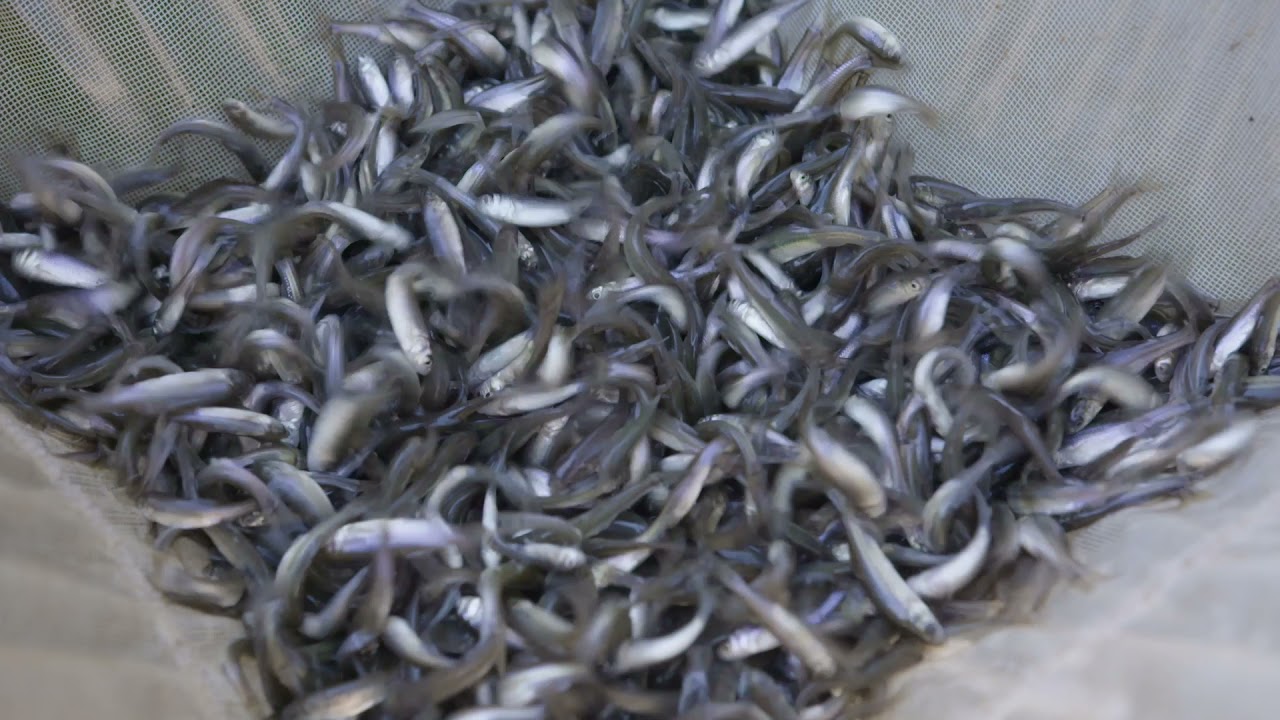 Southeastern Pond Management | Fat Head Minnow Stocking