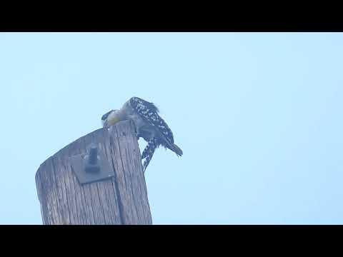 White-fronted Woodpecker, Melanerpes cactorum, Machagai, Chaco, Argentina, 8 Febr 2026 (2/5)