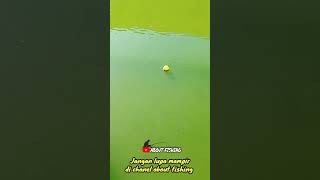 Download lagu Pelampung Ngetrik Dimakan Ikan #mancingmania #fishing #galatamabawal mp3