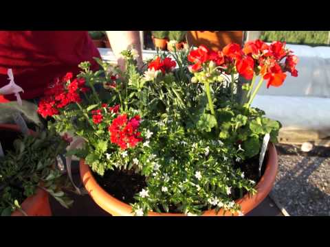 Kübelbepflanzungen für sonnige Standorte (Verbene, Geranie, Dipladenia)