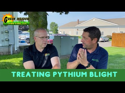 Phosphite vs Phosphate [How Phosphite treats Pythium Blight]