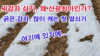 씨감자 심기, 왜 산광최아인가? 굵은 감자 많이 캐는 첫 열쇠가 여기에 있기에...(감자재배, 감자 심기, …