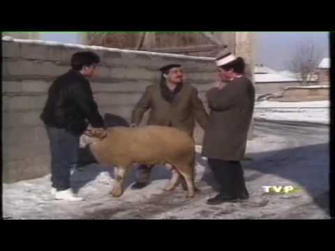 Qumili - Treshi Persheshi - Kurbani