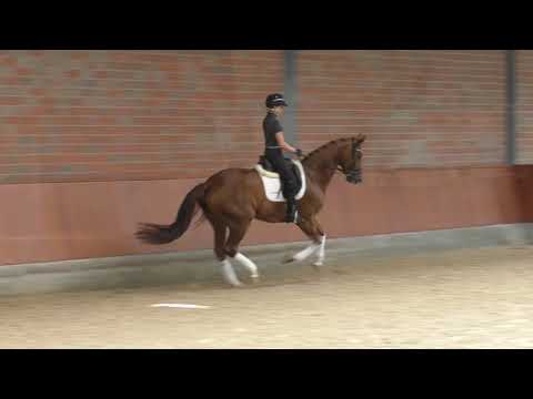 Hof Brüning - Betty v. Belissimo M - Desperados, Stute, geb.2016