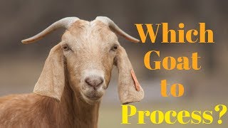 Which Goat to Butcher and When