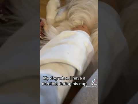 Shut it shanice #shorts #dog