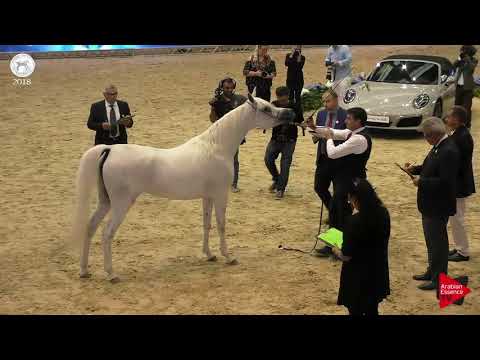 N.30 HANAYA AMIRAH - SEWC 2018 - Junior Fillies (Class 2B)