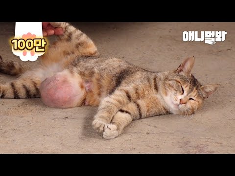 What Is The Lump On Stray Catto’s Belly..?