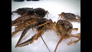 Ловля рака на удочку зимой