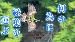 イヌワシ林に突っ込むGolden eagle plunges into forest