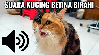 Download lagu SUARA KUCING BETINA BIRAHI - SUARA KUCING MINTA KAWIN mp3 Download lagu SUARA KUCING BETINA BIRAHI - SUARA KUCING MINTA KAWIN mp3