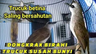 Download lagu Suara trucuk betina birahi memangil jantan..ampuh untuk jebol birahi trucuk malas bunyi mp3