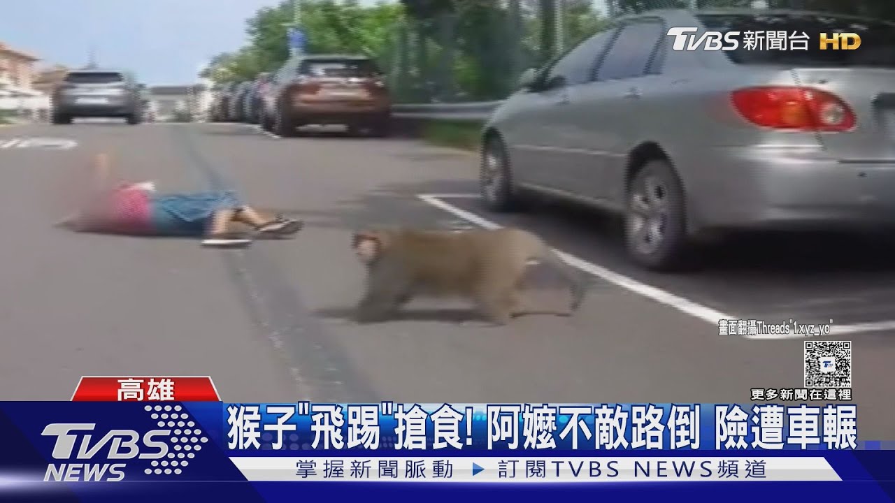 想人類食物了! 整月大雨又遇普渡 猴子下山飛踢婦人搶食