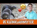 De Otter: een klein en schattig roofdier! ?| DierenpraatTV
