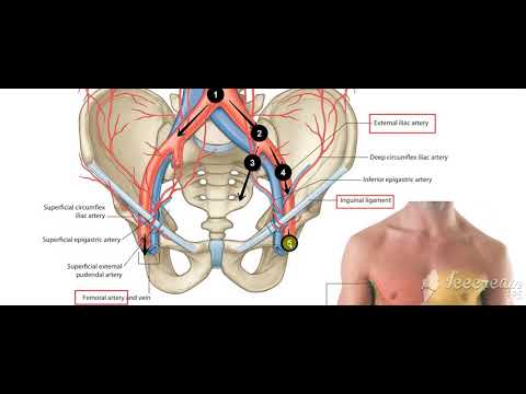 Male reproductive system