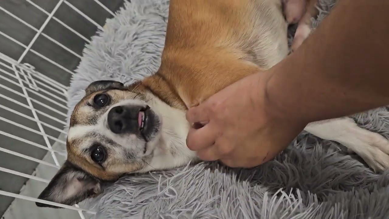 Enlarge Cameo #5060, a Adoptable mixed breed in Studio City, CA video 6/6