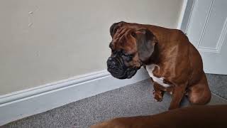 Every Boxer Dog owner should know this behaviour! - #training