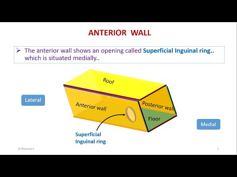 Inguinal Canal Boundaries