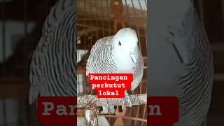 Download lagu pancingan perkutut lokal bahan agar bunyi #perkutut #perkututlokalkerot #perkututmtop mp3