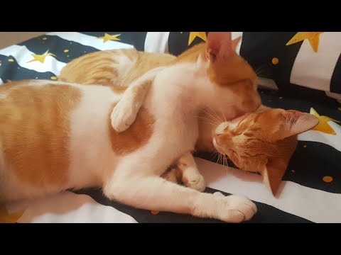 ASMR Cat Grooming Licking Each Other-Sweet cats love and fight moment