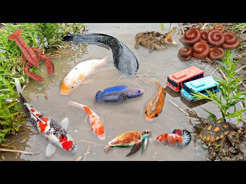 Fish scoops in ponds, ornamental fish, colorful fish, koi fish, goldfish, molly fish, comet fish