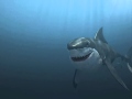 Great White Shark Animation