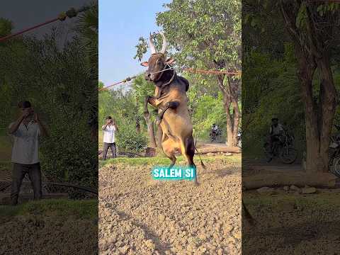 SALEM SI 🔥 mass jump 😱#jallikattu #viral #trending