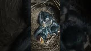 Download lagu SUARA ANAKAN BURUNG MURAI BATU MINTA MAKAN mp3