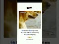 Short Whatsapp Status Ll Don T Beat To Any Animal Ll Gelona Shorts Status