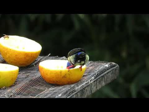 Red-Legged Honeycreeper (juvenile) on feeder 17/11/2020