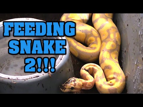 FEEDING ALL OUR FB20S!!  These snakes are the future of our business.  See them EAT!