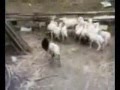 Sheep Of Doom