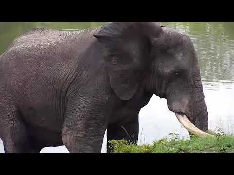 Djuma: Two Elephant bulls - 05:57 - 12/22/20