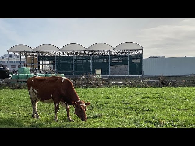 Climate change: A farm in Rotterdam