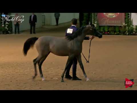 N.227 MARBELLA PCF - LAS VEGAS 2019 - Arabian World Cup Junior Fillies (Class 111).mp4