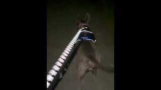 Video preview image #1 Staffordshire Bull Terrier-Unknown Mix Puppy For Sale in Holly Springs, NC, USA