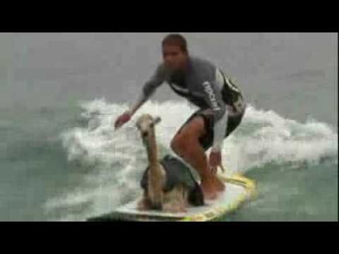 Cowabunga! A surfing alpaca