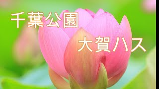 千葉公園　大賀ハス
