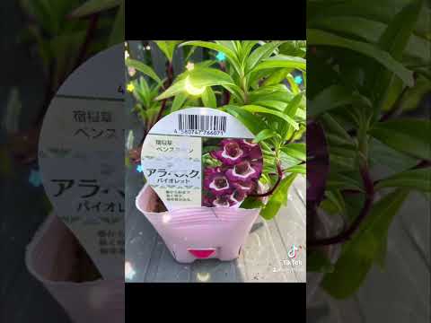 園芸 アガパンサス、ナイルユリ、ブルーチュベローズ