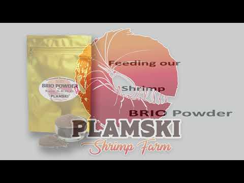 BRIO Powder Plamski Shrimp Farm