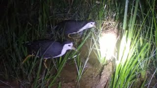 Download lagu 🌈 SUARA PIKAT GILA...!!? RUAK RUAK MENDENGAR SUARA INI SEPERTI KESETANAN. mp3 Download lagu 🌈 SUARA PIKAT GILA...!!? RUAK RUAK MENDENGAR SUARA INI SEPERTI KESETANAN. mp3