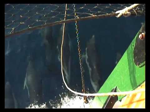 Delfine in der Bucht von Gibraltar-hautnah-der Reisetip