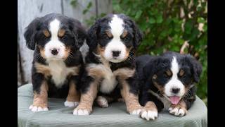 Video preview image #1 Bernese Mountain Dog-Cavalier King Charles Spaniel Mix Puppy For Sale in RICHFIELD, PA, USA