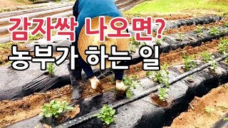 감자싹이 나오면 동네 농부가 하는 작업은? 감자재배 실황중계