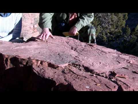 Permian Plant Fossils