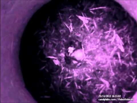 Nicrophorus beetle family time lapse